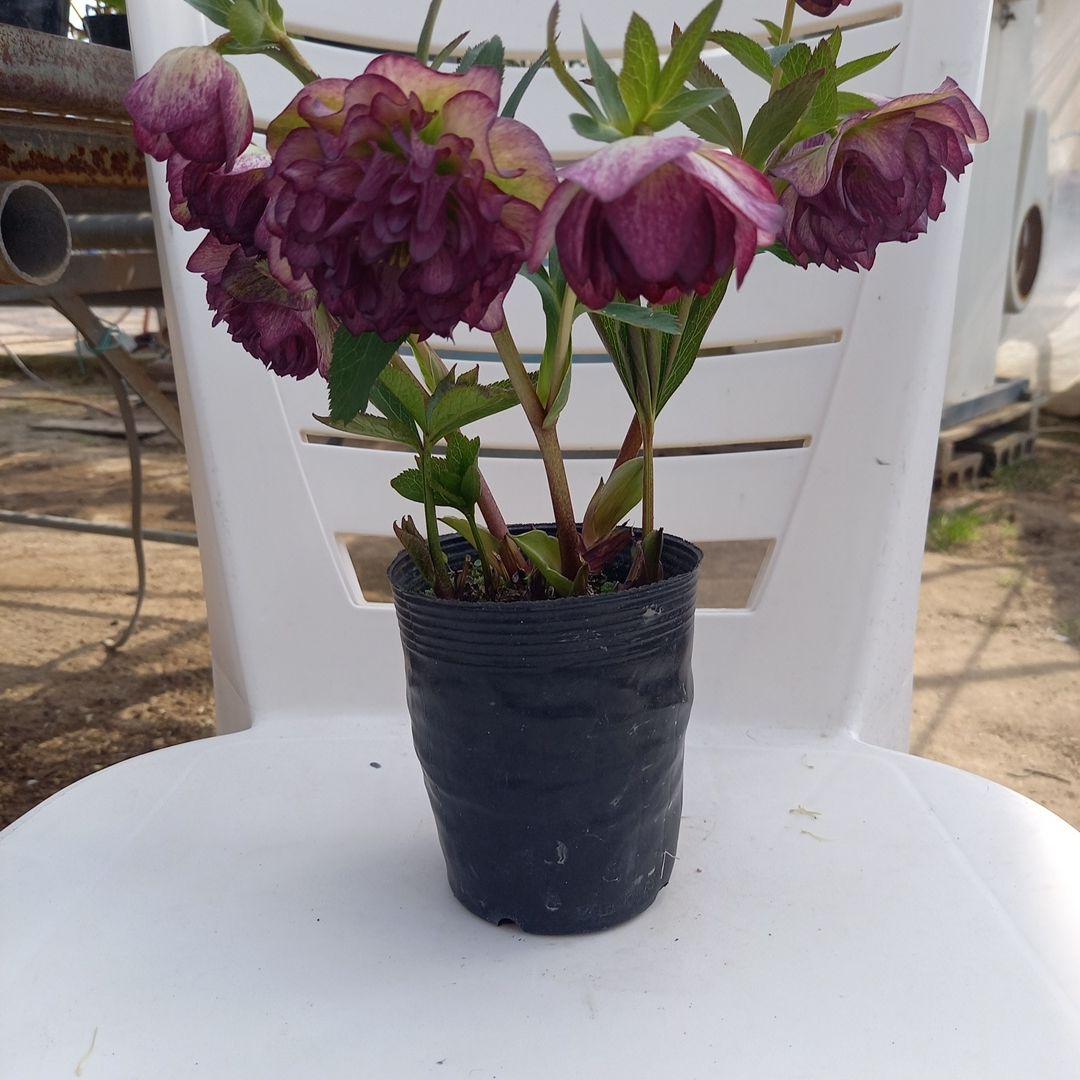 専用、値下げ！やや多弁⭐クリスマスローズ2個セット、苗、開花株