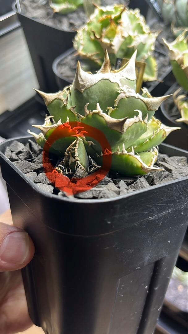 アガベ 白毫刺 子株