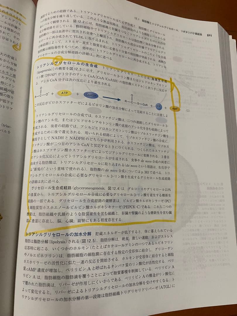 マッキー生化学（第6版）分子から解き明かす生命