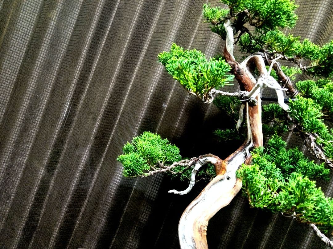 【樹齢 50年超　真柏盆栽】　　　　⭕プロも絶賛の一品❗