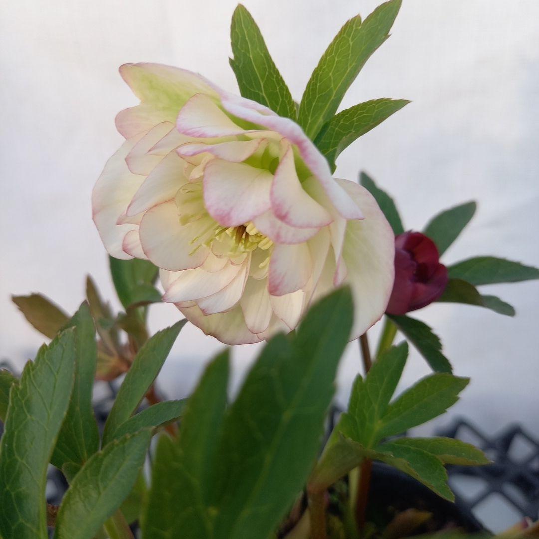 ホワイト&赤系超小輪♪クリスマスローズ、苗、開花株