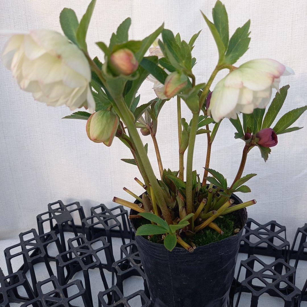 ホワイト&赤系超小輪♪クリスマスローズ、苗、開花株