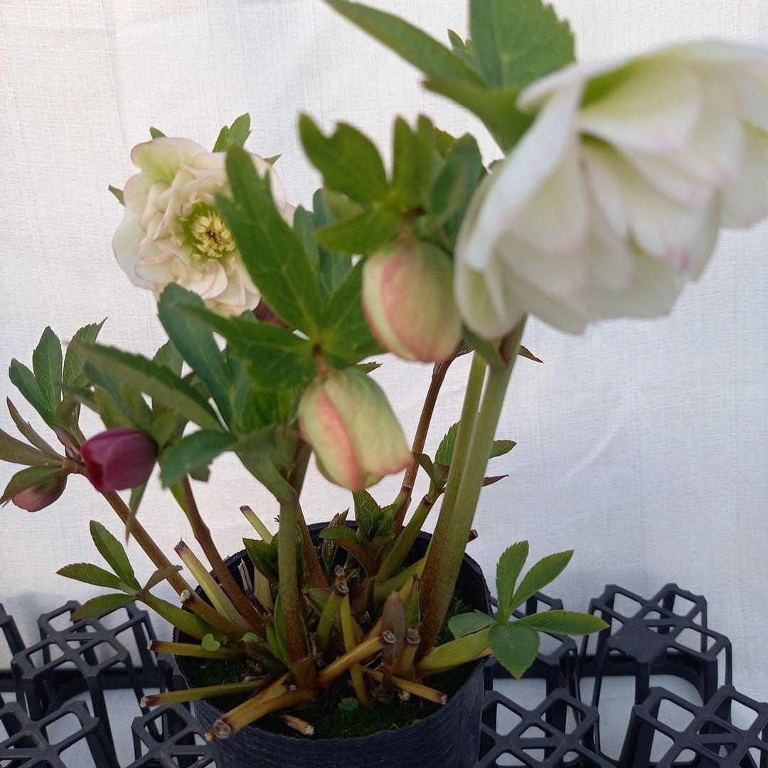 ホワイト&赤系超小輪♪クリスマスローズ、苗、開花株