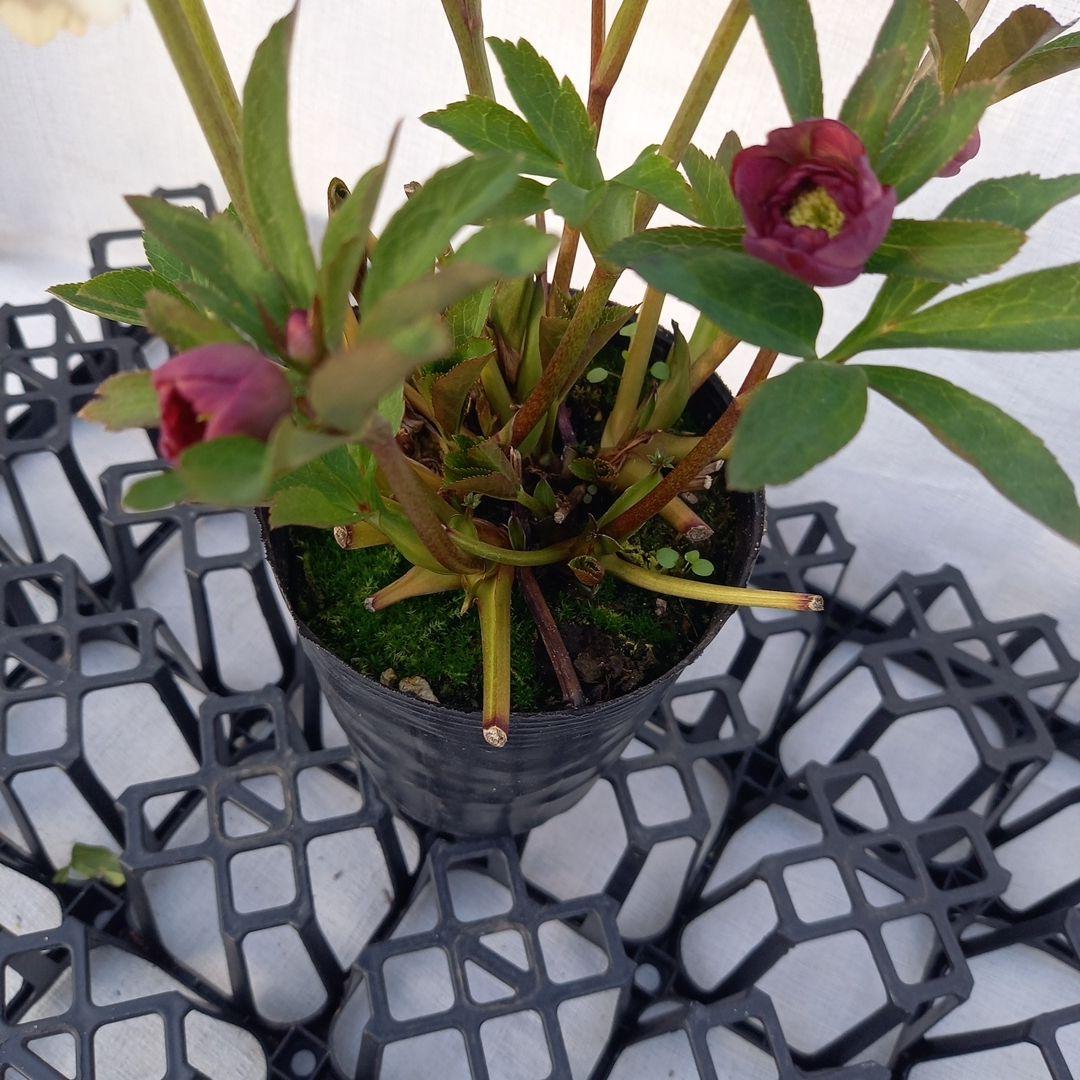 ホワイト&赤系超小輪♪クリスマスローズ、苗、開花株