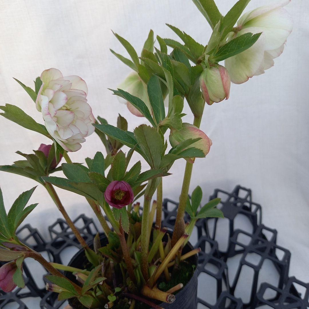 ホワイト&赤系超小輪♪クリスマスローズ、苗、開花株