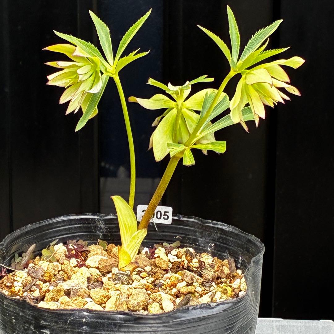 3905☘️1年間管理株☘️⭐️hercegovinus x multifidus⭐️