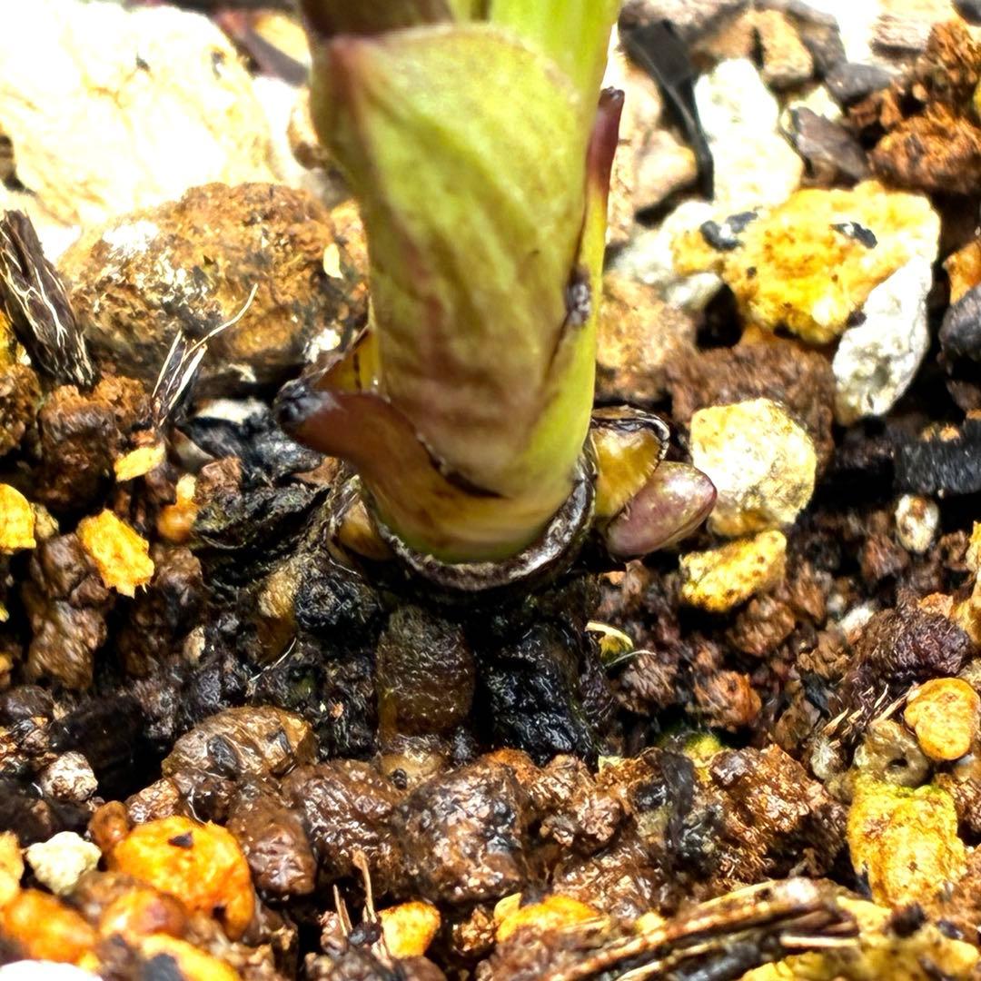 3905☘️1年間管理株☘️⭐️hercegovinus x multifidus⭐️