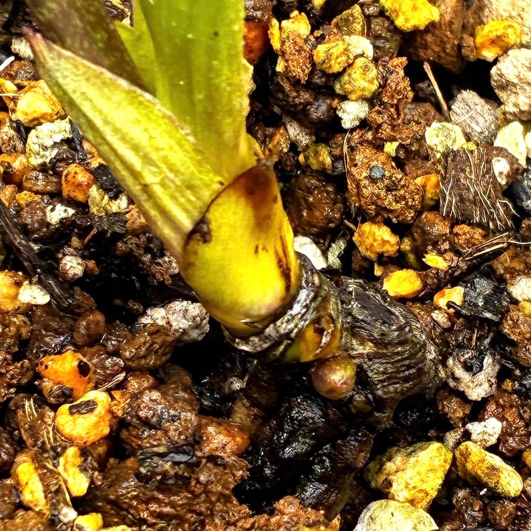 3905☘️1年間管理株☘️⭐️hercegovinus x multifidus⭐️