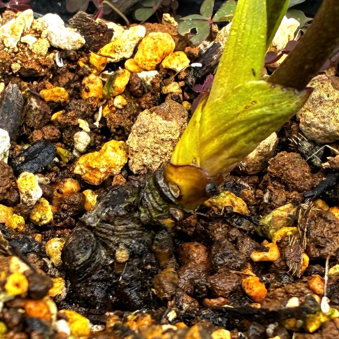 3905☘️1年間管理株☘️⭐️hercegovinus x multifidus⭐️