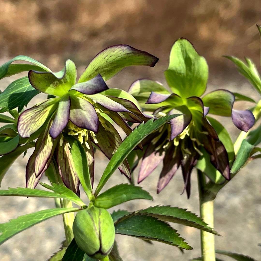 3905☘️1年間管理株☘️⭐️hercegovinus x multifidus⭐️