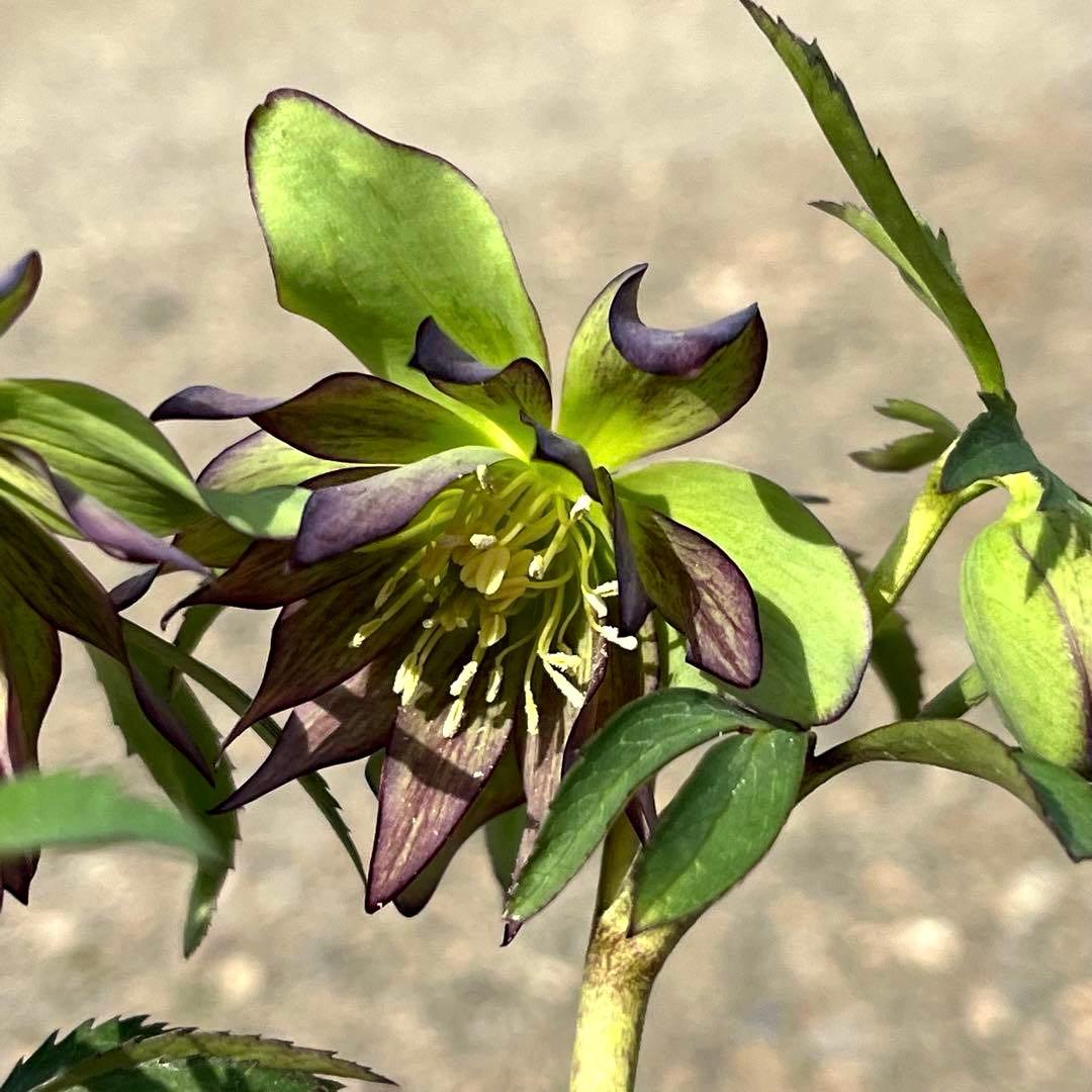 3905☘️1年間管理株☘️⭐️hercegovinus x multifidus⭐️