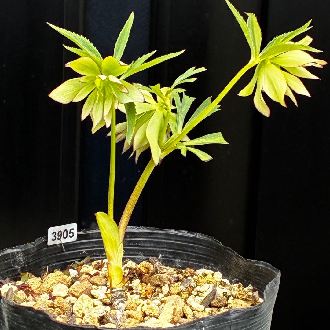 3905☘️1年間管理株☘️⭐️hercegovinus x multifidus⭐️