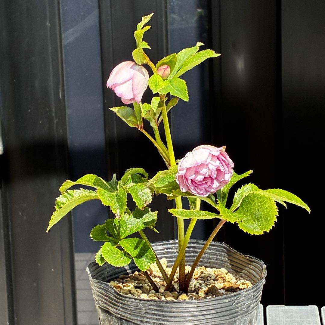 3843☘️ラスト☘️２年間管理株☘️⭐️極上繊細模様⭐️ピンク⭐️吉田園芸⭐️