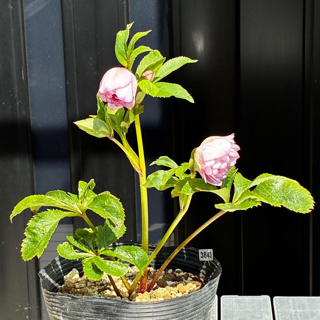 3843☘️ラスト☘️２年間管理株☘️⭐️極上繊細模様⭐️ピンク⭐️吉田園芸⭐️