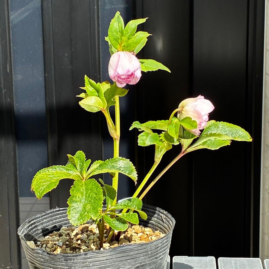 3843☘️ラスト☘️２年間管理株☘️⭐️極上繊細模様⭐️ピンク⭐️吉田園芸⭐️