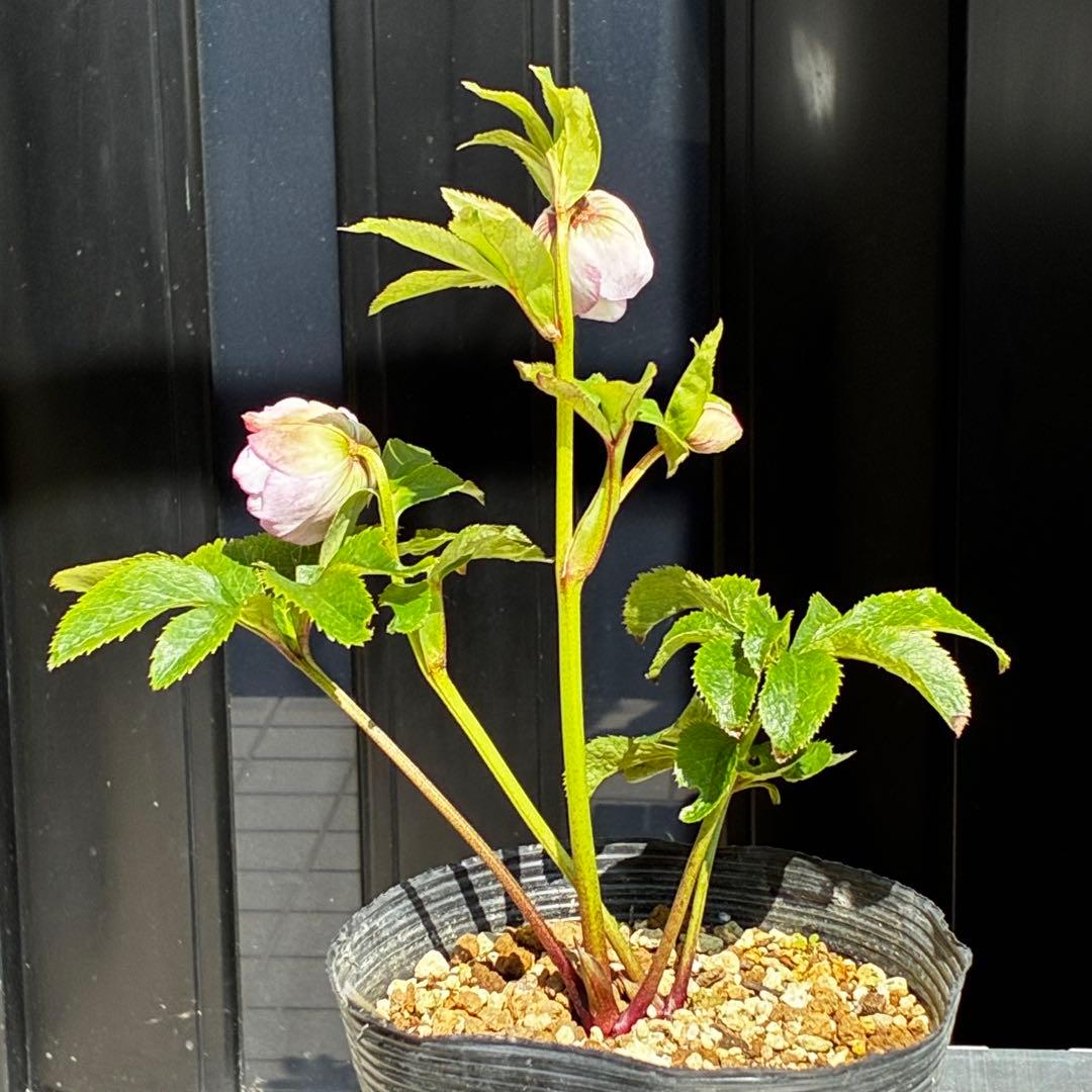 3843☘️ラスト☘️２年間管理株☘️⭐️極上繊細模様⭐️ピンク⭐️吉田園芸⭐️