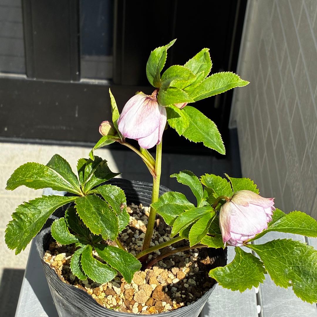 3843☘️ラスト☘️２年間管理株☘️⭐️極上繊細模様⭐️ピンク⭐️吉田園芸⭐️