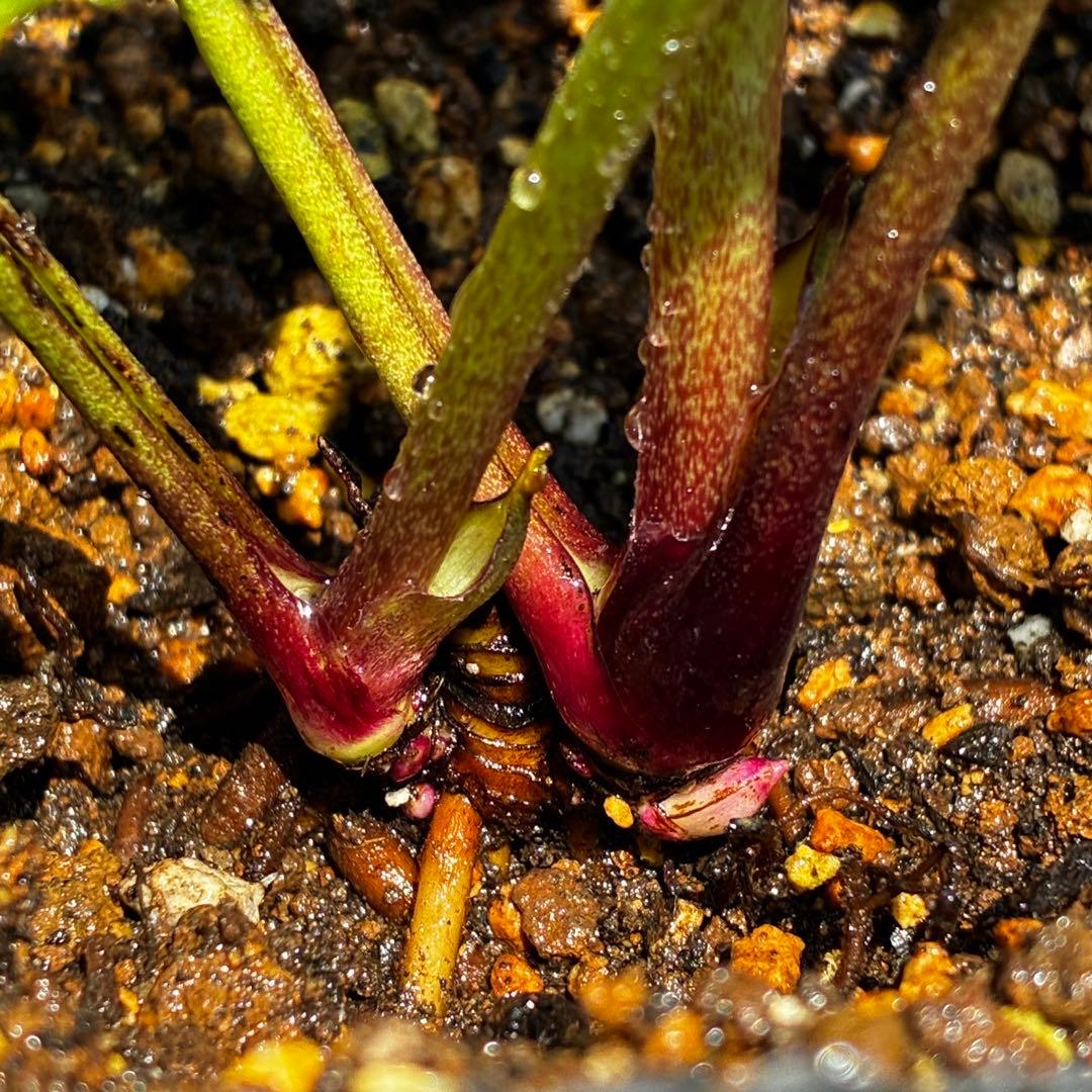 3843☘️ラスト☘️２年間管理株☘️⭐️極上繊細模様⭐️ピンク⭐️吉田園芸⭐️