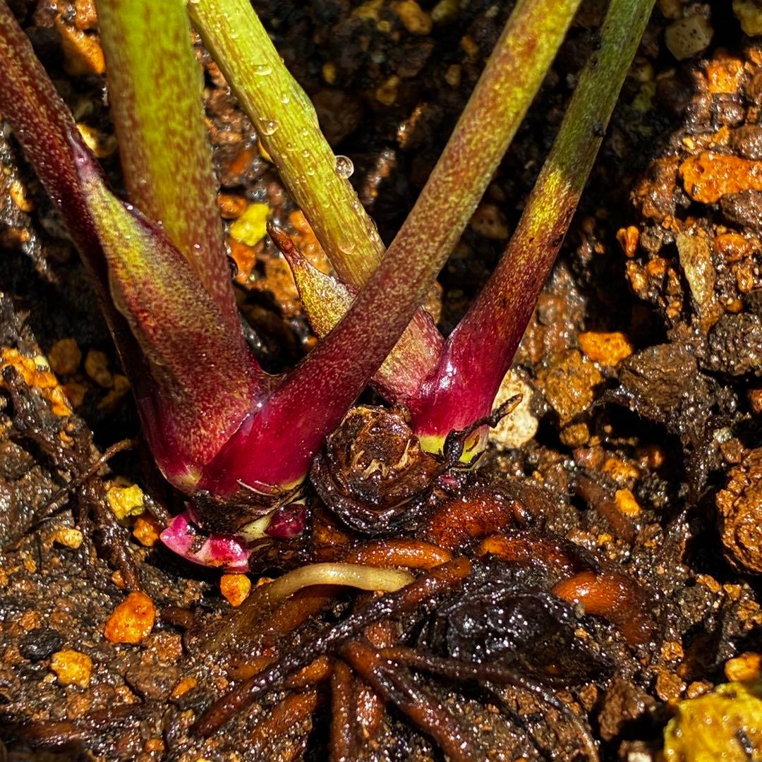 3843☘️ラスト☘️２年間管理株☘️⭐️極上繊細模様⭐️ピンク⭐️吉田園芸⭐️