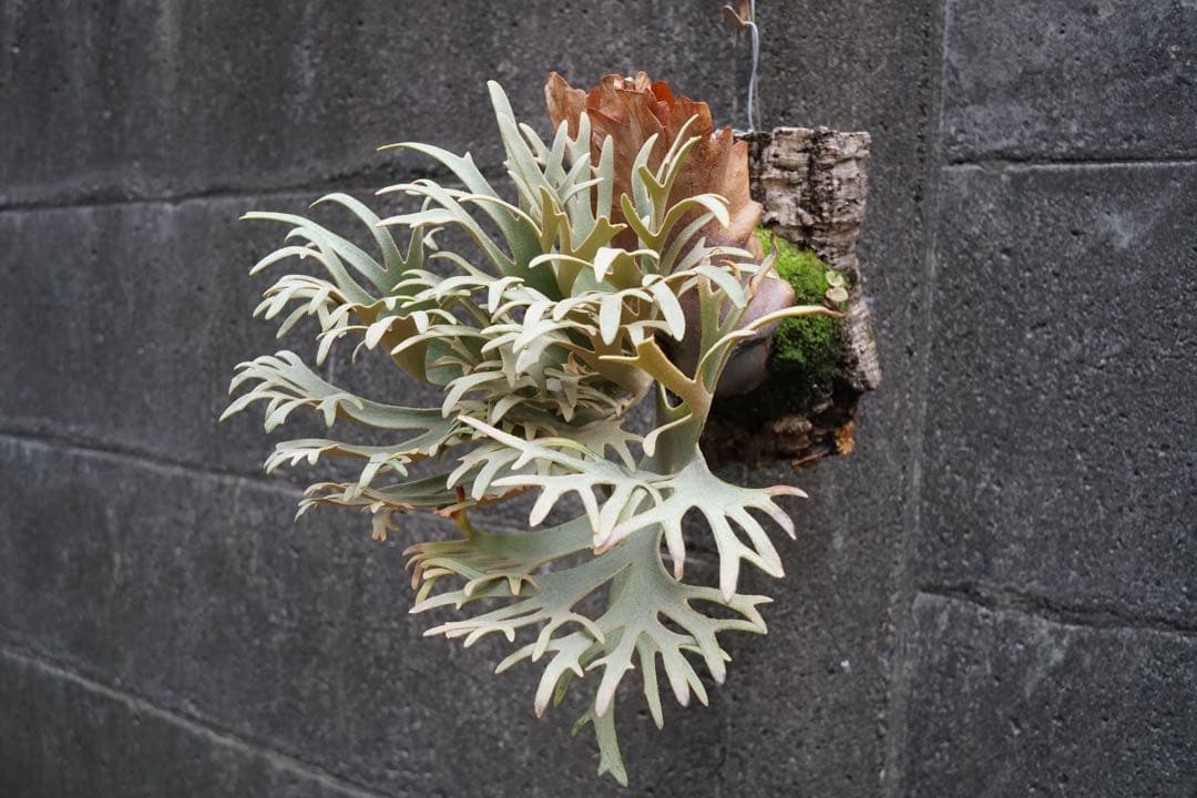 ダイチグループ