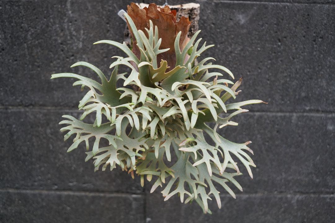 ダイチグループ