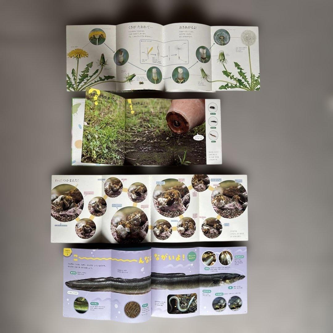 しぜん　絵本　キンダーブック　60冊　セット　まとめて　②