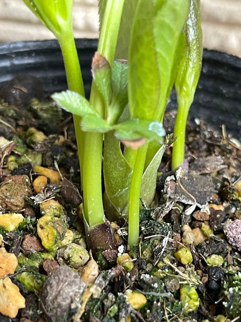 クリスマスローズ苗❣️原60 原種交配系デュメ系　dd 渋バイカラーパープル