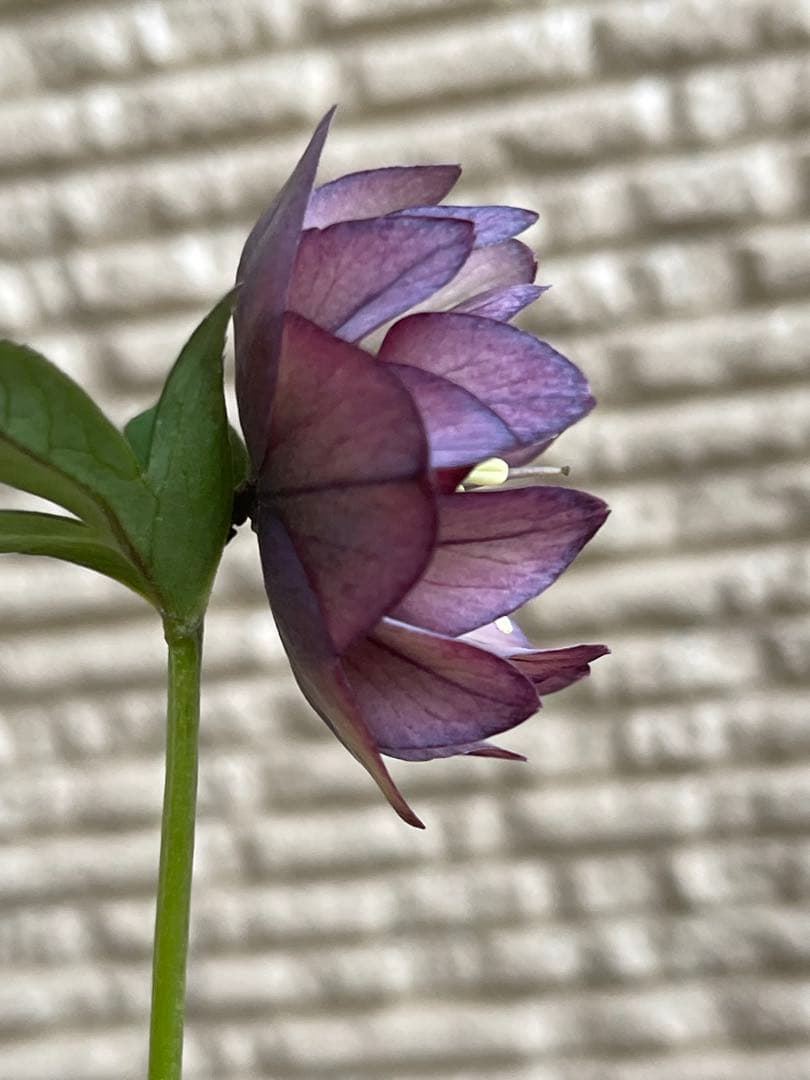 クリスマスローズ苗❣️原60 原種交配系デュメ系　dd 渋バイカラーパープル