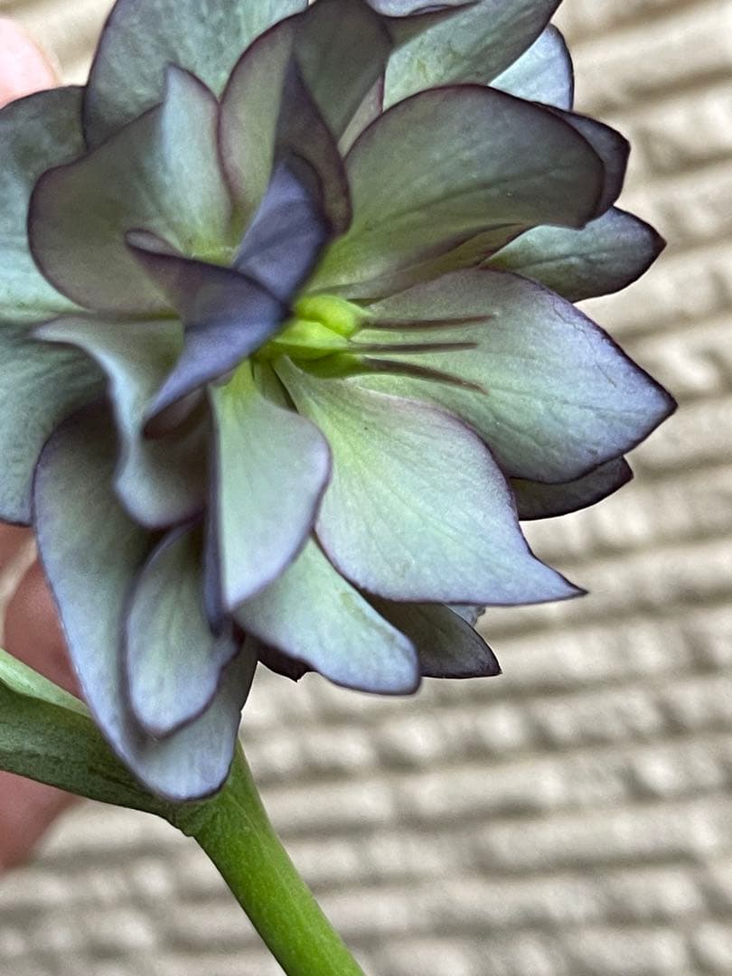 クリスマスローズ苗❣️原60 原種交配系デュメ系　dd 渋バイカラーパープル