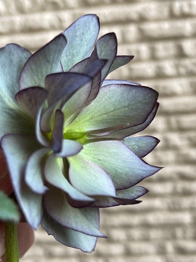 クリスマスローズ苗❣️原60 原種交配系デュメ系　dd 渋バイカラーパープル