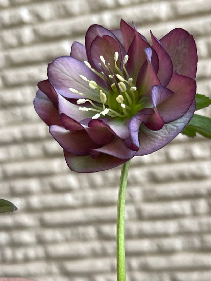 クリスマスローズ苗❣️原60 原種交配系デュメ系　dd 渋バイカラーパープル