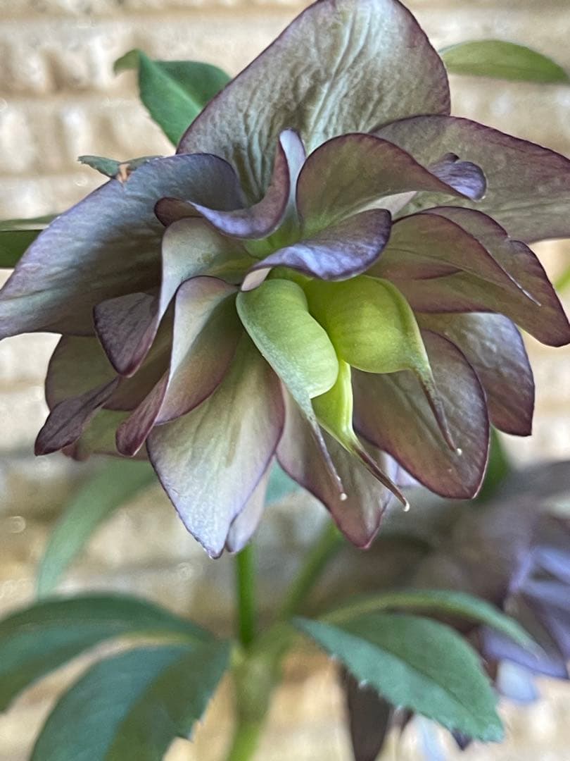 クリスマスローズ苗❣️原60 原種交配系デュメ系　dd 渋バイカラーパープル