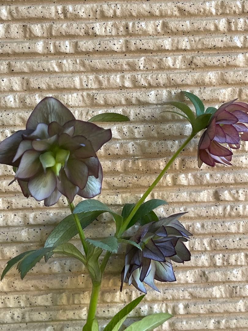 クリスマスローズ苗❣️原60 原種交配系デュメ系　dd 渋バイカラーパープル