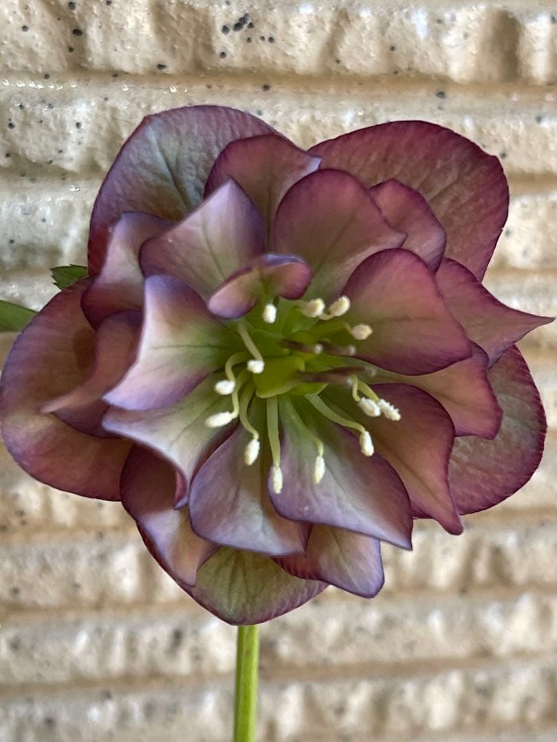 クリスマスローズ苗❣️原60 原種交配系デュメ系　dd 渋バイカラーパープル