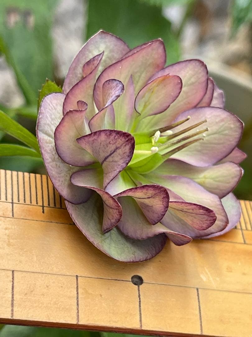 クリスマスローズ苗❣️原60 原種交配系デュメ系　dd 渋バイカラーパープル