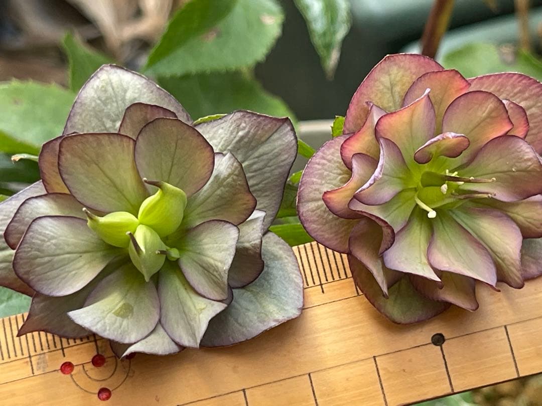 クリスマスローズ苗❣️原60 原種交配系デュメ系　dd 渋バイカラーパープル