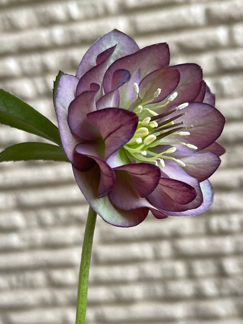 クリスマスローズ苗❣️原60 原種交配系デュメ系　dd 渋バイカラーパープル