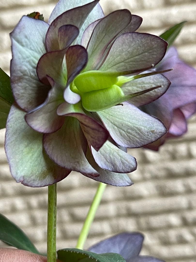 クリスマスローズ苗❣️原60 原種交配系デュメ系　dd 渋バイカラーパープル