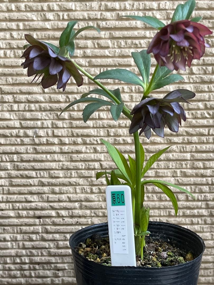 クリスマスローズ苗❣️原60 原種交配系デュメ系　dd 渋バイカラーパープル