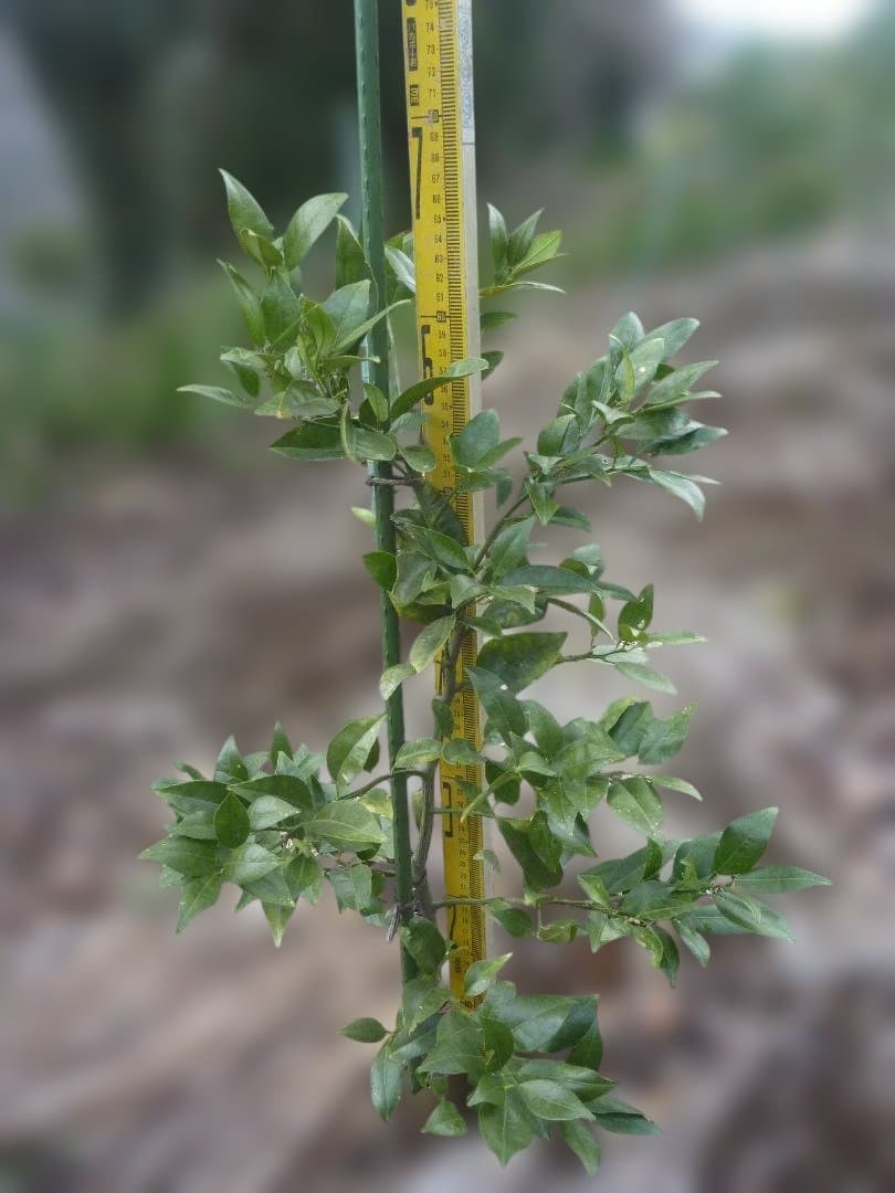 湘南ゴールド 果樹苗木 約70cm