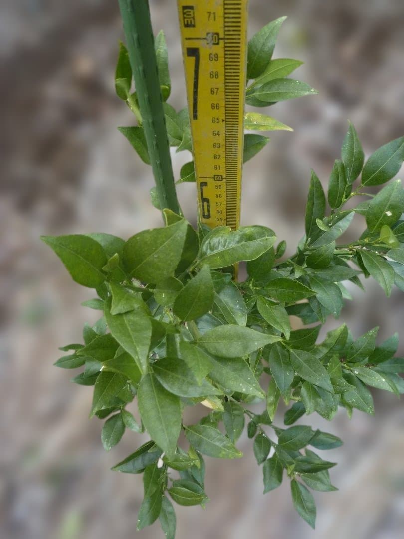 湘南ゴールド 果樹苗木 約70cm