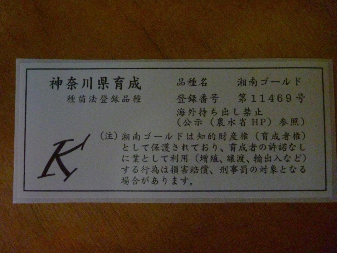 湘南ゴールド 果樹苗木 約70cm