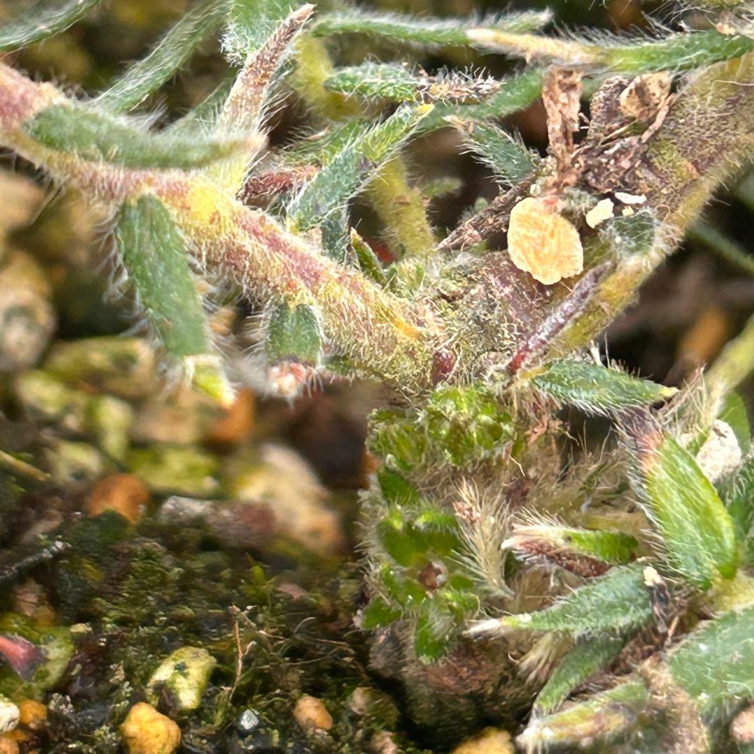 フィリカプベッセンスワストフェザー　102 現品発送　ラスト