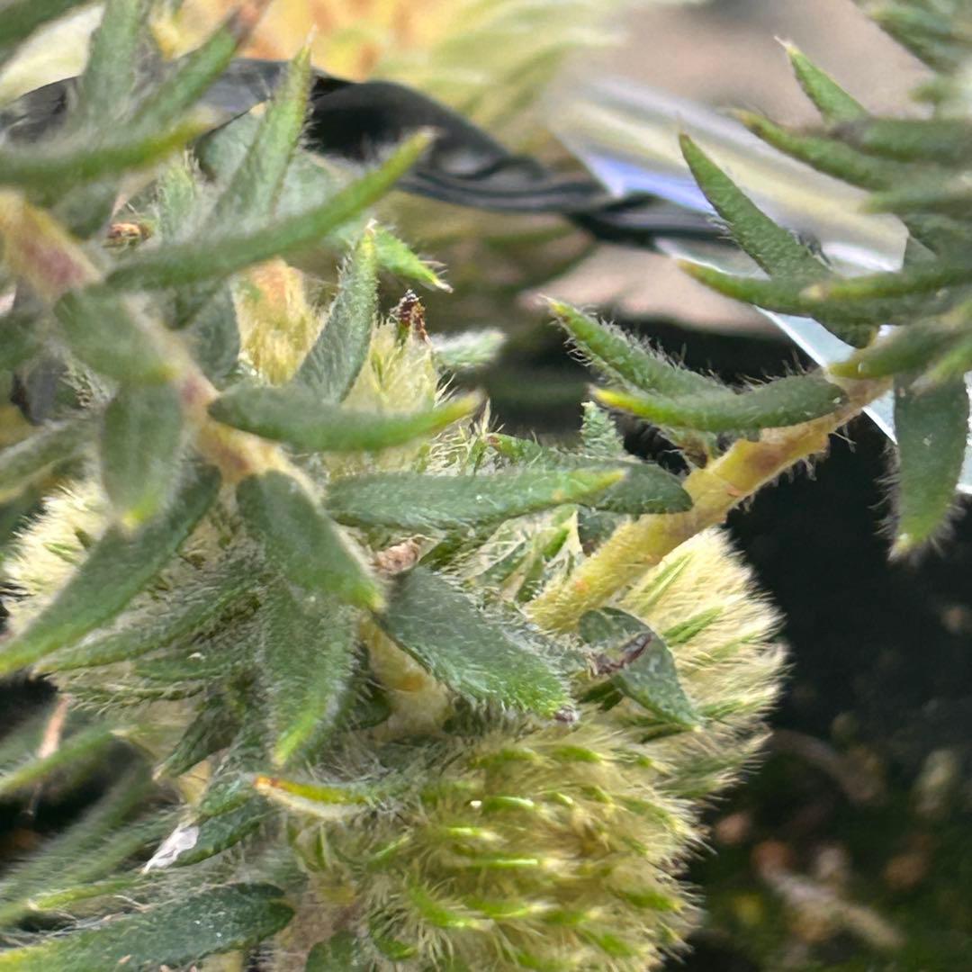 フィリカプベッセンスワストフェザー　102 現品発送　ラスト