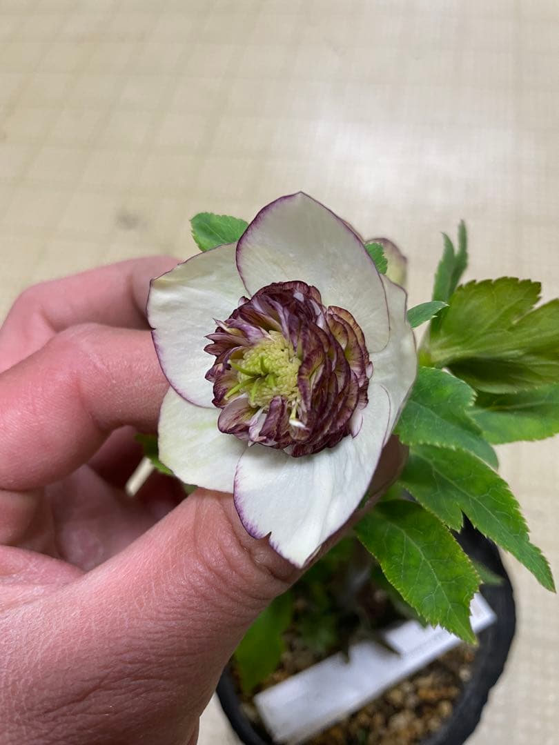 26-139 花無し株 モーリー 加藤農園 クリスマスローズ 同梱可能