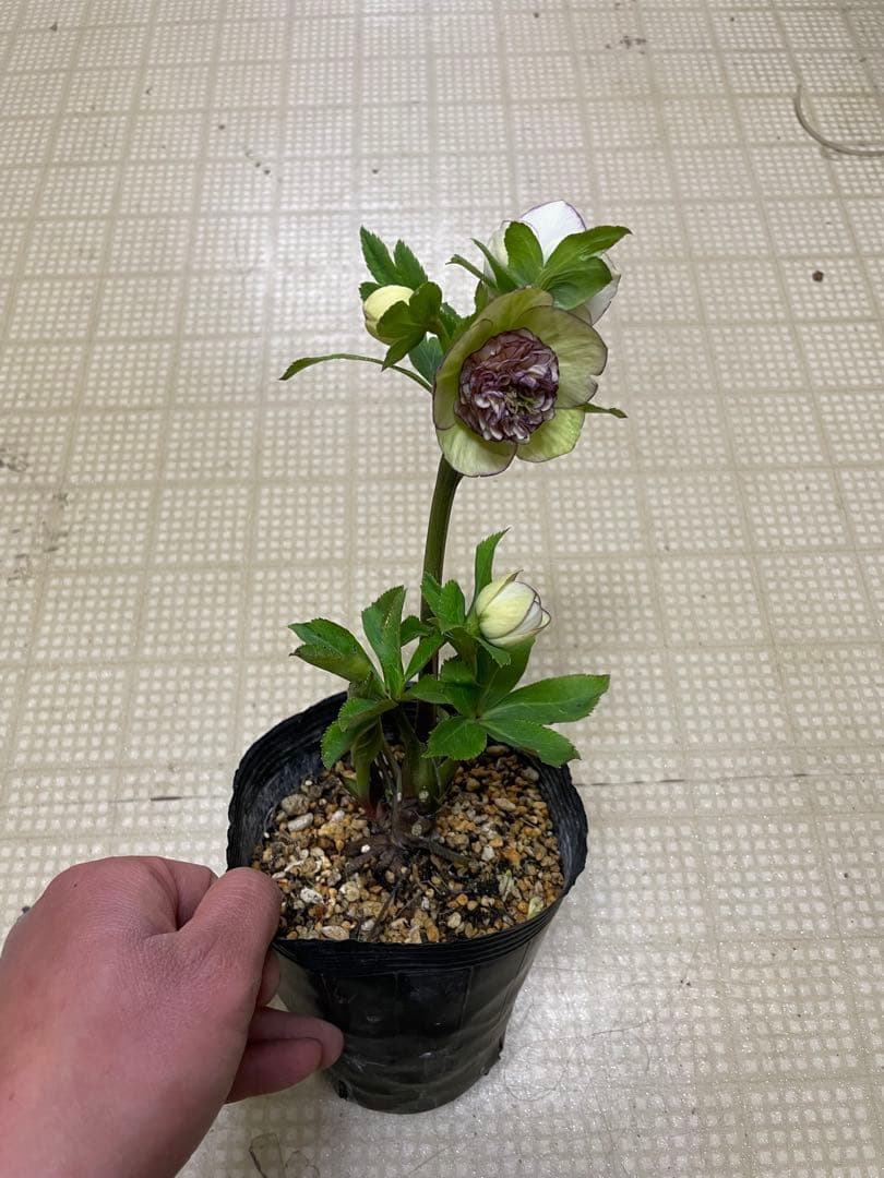 26-139 花無し株 モーリー 加藤農園 クリスマスローズ 同梱可能