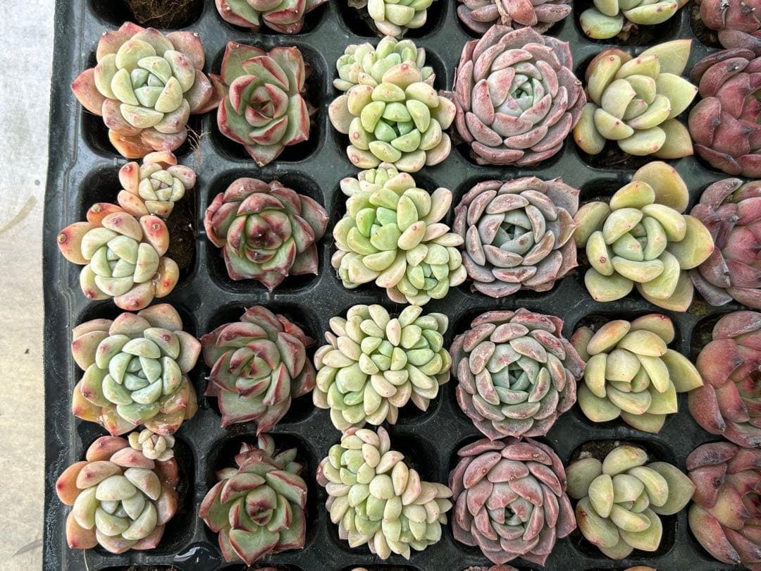 多肉植物 プラグ苗 セル苗 15種類 105個 セット⑰ エケベリア 韓国苗