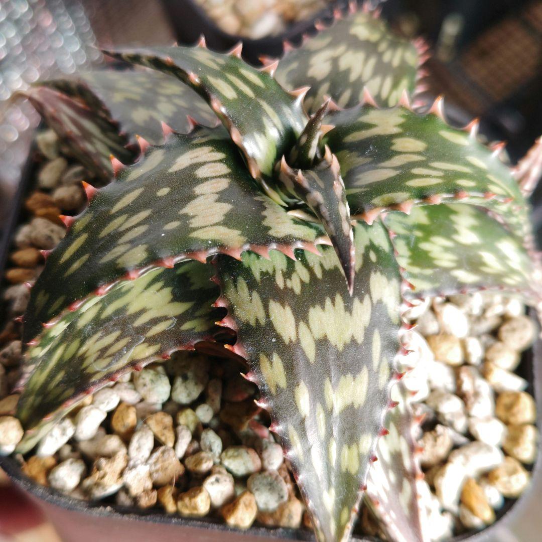 専用　Beyond Forest 様　アロエ　PH-BLACK　親株　ロウルサン