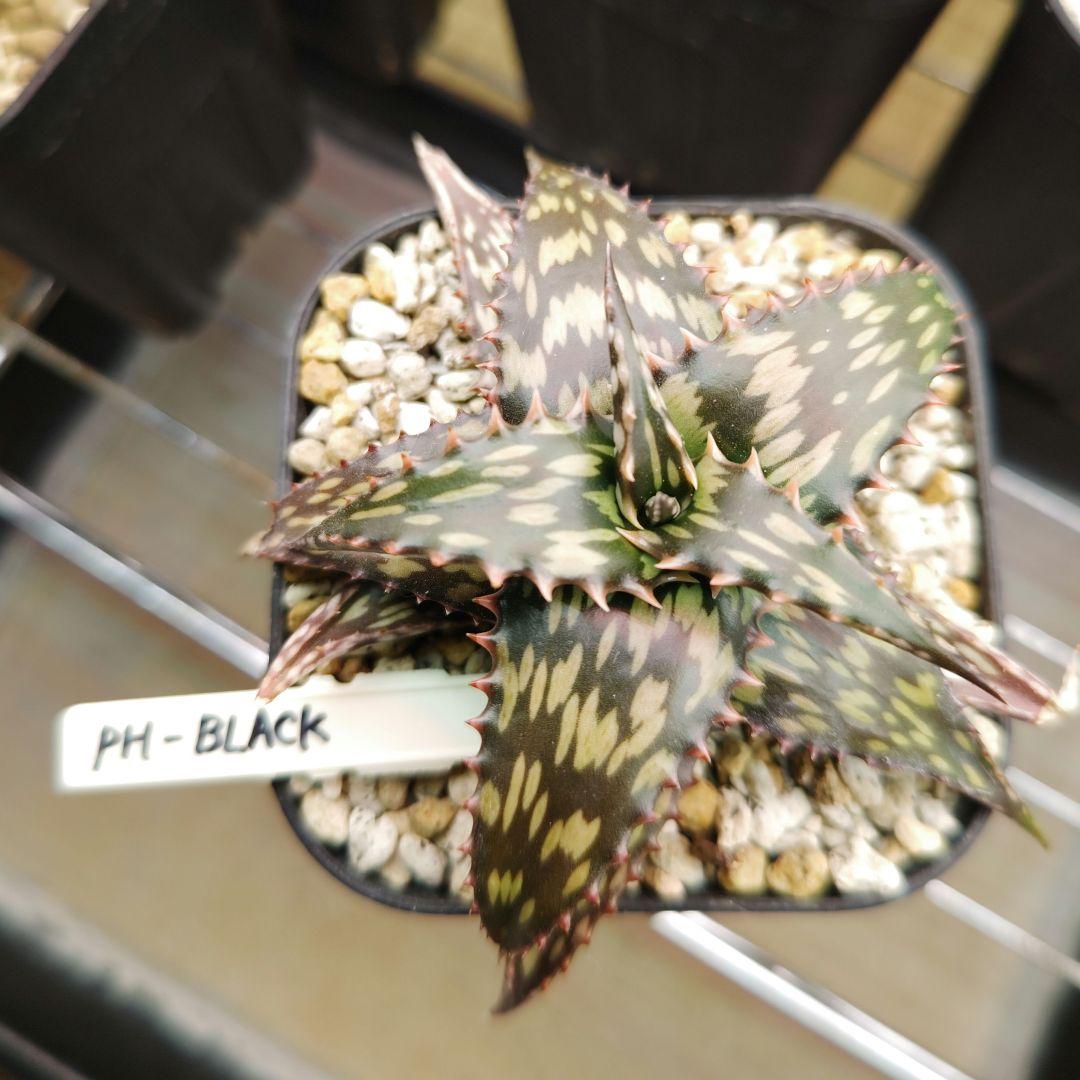 専用　Beyond Forest 様　アロエ　PH-BLACK　親株　ロウルサン