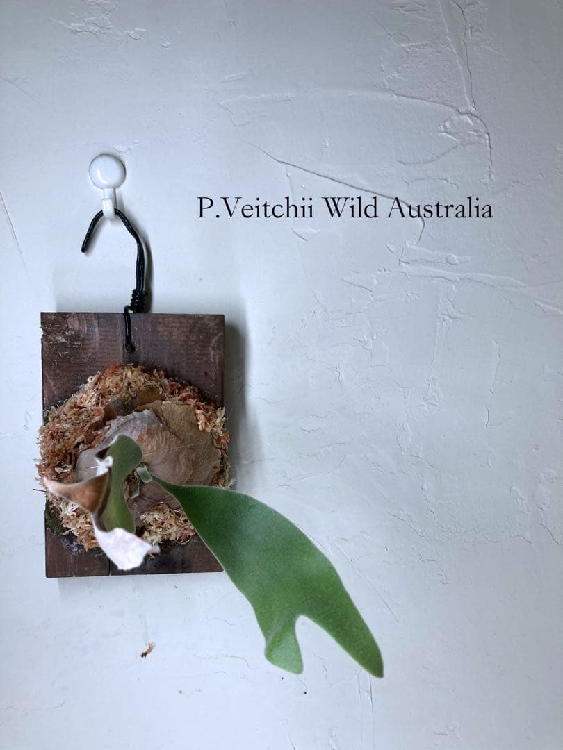 P.Veitchii Wild Australia Pup ビカクシダ